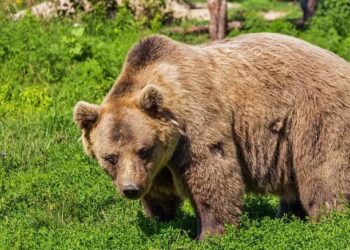 “Είμαι το πρώτο υποψήφιο θύμα αρκούδας”, λέει ο κτηνοτρόφος που ήρθε αντιμέτωπος με τεράστιο αρκούδο στο Δισπηλιό Καστοριάς