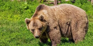 “Είμαι το πρώτο υποψήφιο θύμα αρκούδας”, λέει ο κτηνοτρόφος που ήρθε αντιμέτωπος με τεράστιο αρκούδο στο Δισπηλιό Καστοριάς