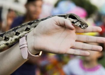 Ασυνείδητοι εγκαταλείπουν βόες και τροπικά φίδια στη Θεσσαλονίκη