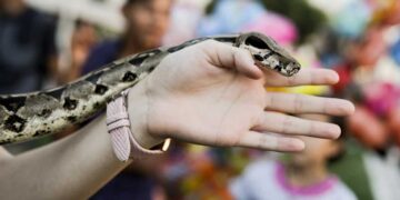 Ασυνείδητοι εγκαταλείπουν βόες και τροπικά φίδια στη Θεσσαλονίκη