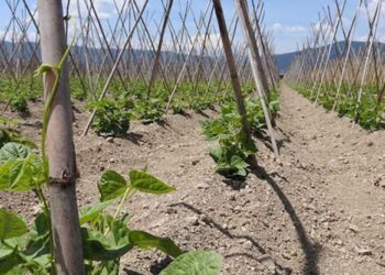 Δεν αποζημιώνει τα φασόλια στη Λάρισα ο ΕΛΓΑ γιατί κάηκαν από 39,6 βαθμούς και όχι 40 όπως λέει ο κανονισμός!