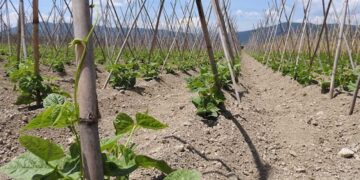 Δεν αποζημιώνει τα φασόλια στη Λάρισα ο ΕΛΓΑ γιατί κάηκαν από 39,6 βαθμούς και όχι 40 όπως λέει ο κανονισμός!