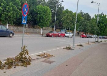 Πτολεμαΐδα: Ασυνείδητος ξερίζωσε δέντρο στην είσοδο της πόλης