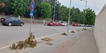 Πτολεμαΐδα: Ασυνείδητος ξερίζωσε δέντρο στην είσοδο της πόλης