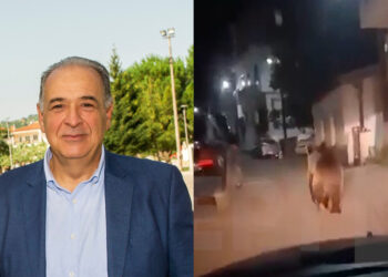 Ο δήμαρχος Άργους Ορεστικού για την νύχτα τρόμου με την αρκούδα: “Θα γίνει ό,τι πρέπει να γίνει για να προστατέψουμε τον άνθρωπο”