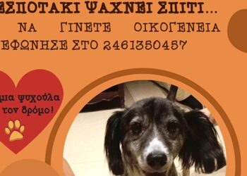 Δήμος Κοζάνης: «Υιοθέτησε ένα αδεσποτάκι» – Κάλεσε στο 2461350457