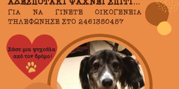 Δήμος Κοζάνης: «Υιοθέτησε ένα αδεσποτάκι» – Κάλεσε στο 2461350457