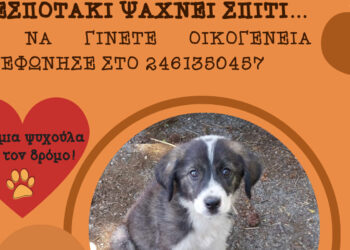 Δήμος Κοζάνης: «Υιοθέτησε ένα αδεσποτάκι» – Κάλεσε στο 2461350457 (Φωτογραφίες)