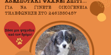Δήμος Κοζάνης: «Υιοθέτησε ένα αδεσποτάκι» – Κάλεσε στο 2461350457 (Φωτογραφίες)