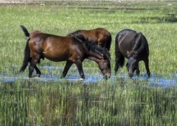 Έβρος: Νεκρά άγρια άλογα λόγω λειψυδρίας – Κάτοικοι της περιοχής γέμισαν με μπιτόνια αυτοσχέδιες ποτίστρες