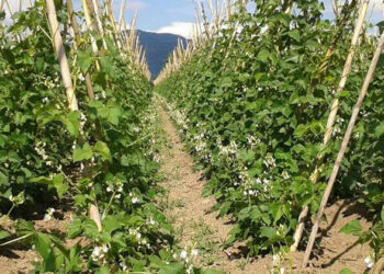 Ξεκίνησαν οι αιτήσεις για τις αποζημιώσεις στους φασολοπαραγωγούς της Καστοριάς- Τι θα γίνει με τις υπόλοιπες καλλιέργειες που επλήγησαν από τον καύσωνα