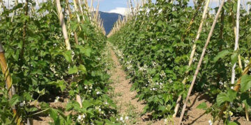 Ξεκίνησαν οι αιτήσεις για τις αποζημιώσεις στους φασολοπαραγωγούς της Καστοριάς- Τι θα γίνει με τις υπόλοιπες καλλιέργειες που επλήγησαν από τον καύσωνα