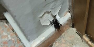 Γέμισε η Κοζάνη τριζόνια...σε απόγνωση οι κάτοικοι