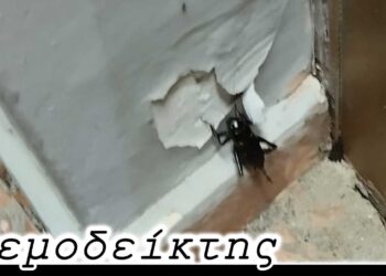 Γιατί εμφανίστηκαν τριζόνια στην Κοζάνη την ώρα της συναυλίας του Αργυρού - Ο Ανεμοδείκτης (12/7)