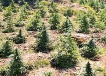 (vid) Κοζάνη: Φυτεία με 958 δενδρύλλια κάνναβης εντοπίστηκε σε δύσβατη περιοχή -Τρεις συλλήψεις [βίντεο]