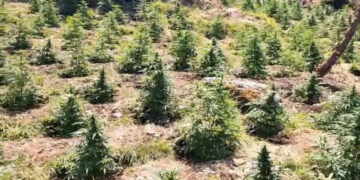 (vid) Κοζάνη: Φυτεία με 958 δενδρύλλια κάνναβης εντοπίστηκε σε δύσβατη περιοχή -Τρεις συλλήψεις [βίντεο]