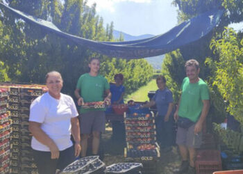 Κοζάνη: Οι καιρικές συνθήκες επηρεάζουν την παραγωγή σε ροδάκινα και νεκταρίνια στο Βελβεντό