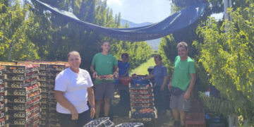 Κοζάνη: Οι καιρικές συνθήκες επηρεάζουν την παραγωγή σε ροδάκινα και νεκταρίνια στο Βελβεντό