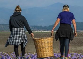 Κρόκος Κοζάνης: Το «χρυσάφι» της ελληνικής γης που προτιμούσε και η Κλεοπάτρα