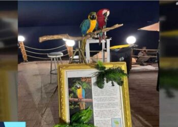 Κτηνωδία στη Χαλκιδική: Έκοψε τα φτερά παπαγάλων για να τους φωτογραφίζει με περαστικούς έναντι 10 ευρώ