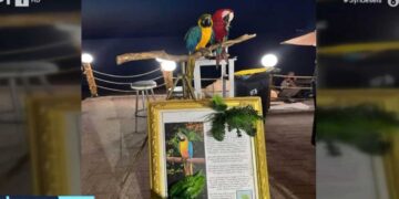 Κτηνωδία στη Χαλκιδική: Έκοψε τα φτερά παπαγάλων για να τους φωτογραφίζει με περαστικούς έναντι 10 ευρώ