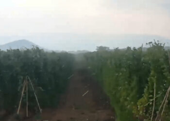 Μεγάλες καταστροφές από τη χθεσινή κακοκαιρία στις καλλιέργειες φασολιού στις Πρέσπες (βίντεο) - Απελπισμένοι οι γεωργοί