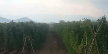 Μεγάλες καταστροφές από τη χθεσινή κακοκαιρία στις καλλιέργειες φασολιού στις Πρέσπες (βίντεο) - Απελπισμένοι οι γεωργοί