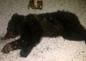 Νεκρό αρκουδάκι βρέθηκε στο Μαυροχώρι Καστοριάς