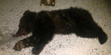 Νεκρό αρκουδάκι βρέθηκε στο Μαυροχώρι Καστοριάς