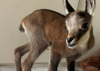 Η Εταιρία Προστασίας Περιβάλλοντος Καστοριάς περιέθαλψε την Ελπίδα, ένα νεογέννητο αγριόγιδο!