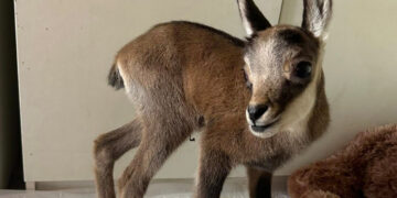 Η Εταιρία Προστασίας Περιβάλλοντος Καστοριάς περιέθαλψε την Ελπίδα, ένα νεογέννητο αγριόγιδο!