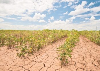 Ο καύσωνας τελειώνει τις παραγωγές οσπρίων και βιομηχ. ντομάτας στη Λάρισα- Τί έχει συνέχεια;