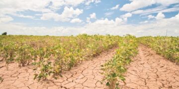 Ο καύσωνας τελειώνει τις παραγωγές οσπρίων και βιομηχ. ντομάτας στη Λάρισα- Τί έχει συνέχεια;