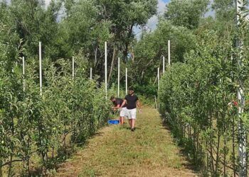 Ολοκληρώθηκε το στραγγιστικό δίκτυο στο Αγρόκτημα του Πανεπιστημίου Δυτικής Μακεδονίας