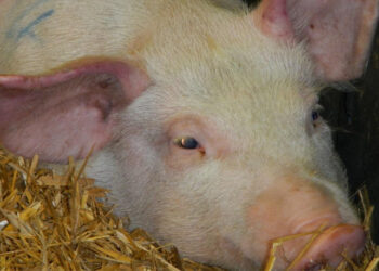 Νέο κρούσμα Αφρικανικής Πανώλης των Χοίρων στην Π.Ε. Φλώρινας