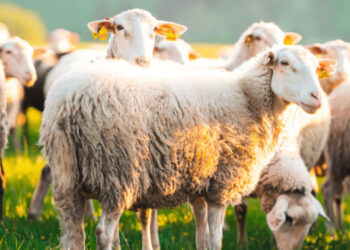 Πανώλη αιγοπροβάτων: Ποια είναι τα επόμενα βήματα που θα «φρενάρουν» την εξάπλωση του ιού στην Ελασσόνα