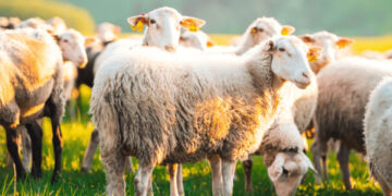 Πανώλη αιγοπροβάτων: Ποια είναι τα επόμενα βήματα που θα «φρενάρουν» την εξάπλωση του ιού στην Ελασσόνα