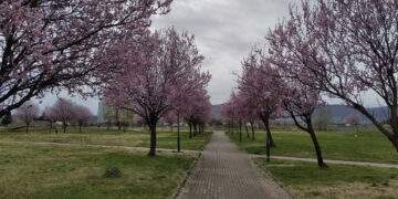 Πτολεμαΐδα: Για ένα χρόνο σε ιδιώτη οι υπηρεσίες συντήρησης του πρασίνου στο Πάρκο Εκτάκτων Αναγκών