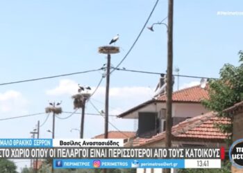 Σέρρες: Το χωριό όπου οι πελαργοί είναι περισσότεροι από τους ανθρώπους