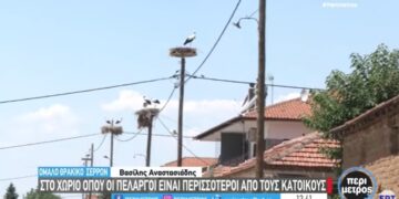 Σέρρες: Το χωριό όπου οι πελαργοί είναι περισσότεροι από τους ανθρώπους
