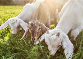 Πληροφορίες και συμβουλές για τους κτηνοτρόφους από την Υποδιεύθυνση Κτηνιατρικής Κοζάνης σχετικά με τη νόσο της πανώλης