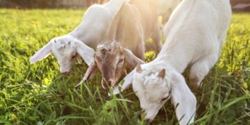 Πληροφορίες και συμβουλές για τους κτηνοτρόφους από την Υποδιεύθυνση Κτηνιατρικής Κοζάνης σχετικά με τη νόσο της πανώλης