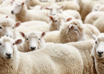 Έκτακτη ενημερωτική συνάντηση στα Γρεβενά για τη νόσο της πανώλης των αιγοπροβάτων- Ο Υφυπουργός Αγροτικής Ανάπτυξης, Χρήστος Κέλλας, ανακοινώνει μέτρα πρόληψης μετά το κρούσμα στην γειτονική Καλαμπάκα