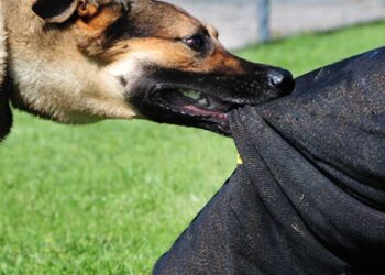 Πτολεμαΐδα: Επιθετικό αδέσποτο δάγκωσε τον 27χρονο Σάββα