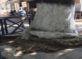 Ρίζες - φίδια στη Λευκοπηγή...- Γράφει ο Β. Π. Καραγιάννης