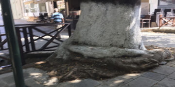 Ρίζες - φίδια στη Λευκοπηγή...- Γράφει ο Β. Π. Καραγιάννης