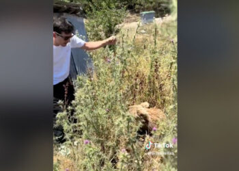 Σαμαρίνα : Φιλόζωος πάει να χαϊδέψει αρκούδα και αυτή του ορμάει! (βίντεο)