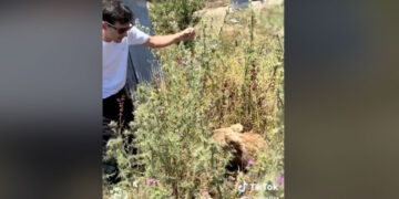 Σαμαρίνα : Φιλόζωος πάει να χαϊδέψει αρκούδα και αυτή του ορμάει! (βίντεο)