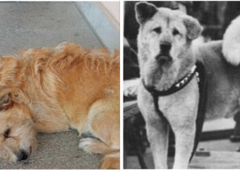 Τρίκαλα: Σκύλος περιμένει έξω από νοσοκομείο τον ιδιοκτήτη του που πέθανε