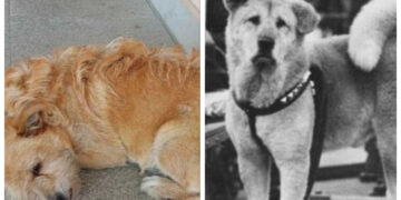 Τρίκαλα: Σκύλος περιμένει έξω από νοσοκομείο τον ιδιοκτήτη του που πέθανε